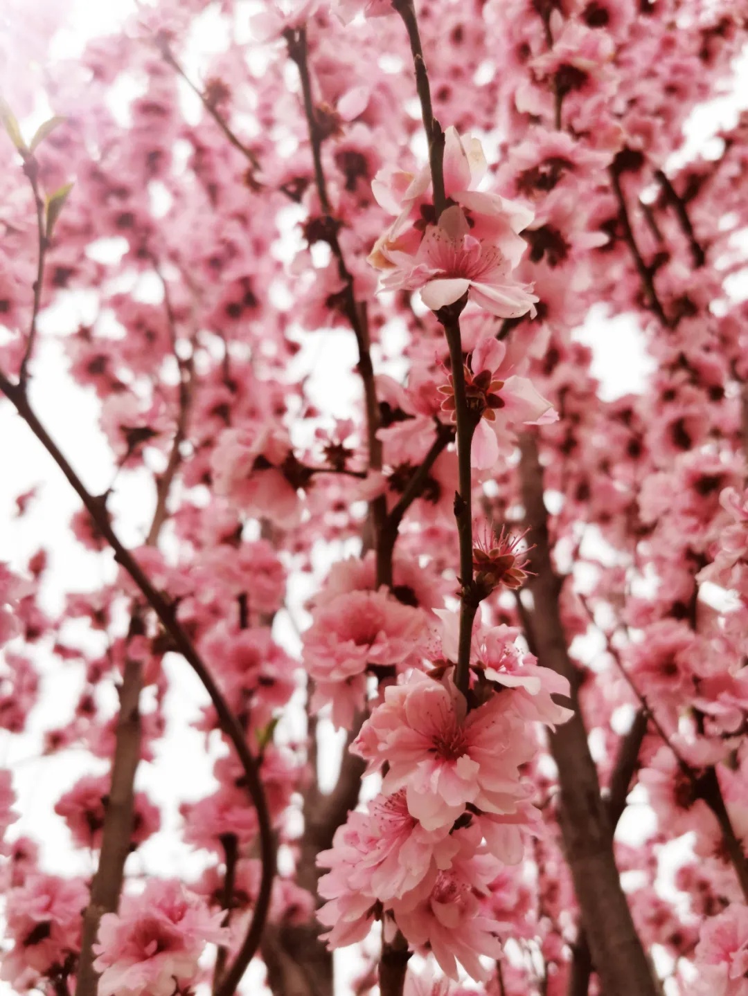 311630394387185126.jpeg 4.jpg