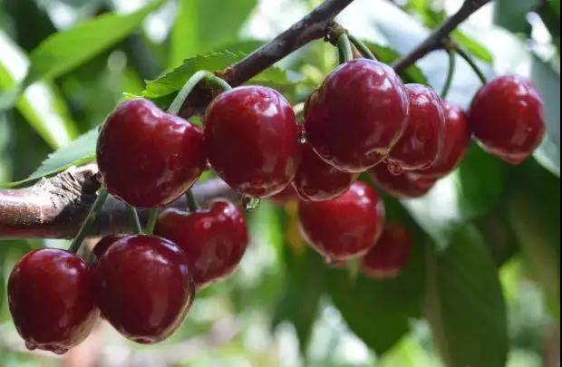 311630397192638598.jpeg 96.jpg