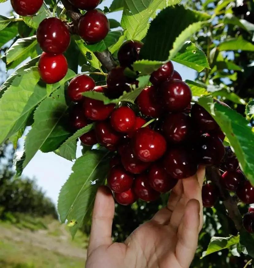 311630398093869854.jpeg 105.jpg