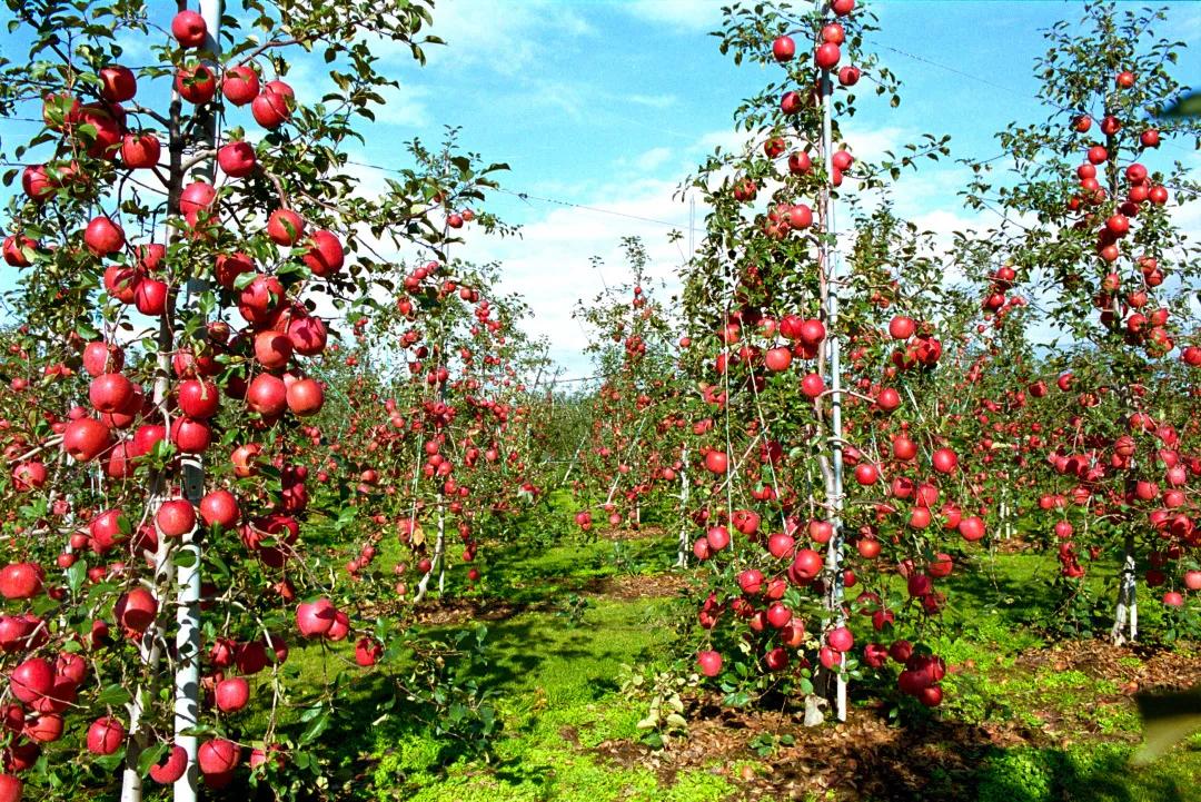 011630458003683802.jpeg f.jpg